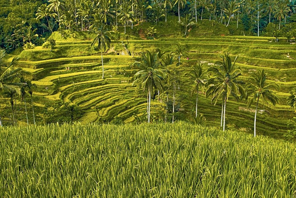 egalalang Rice Terrace