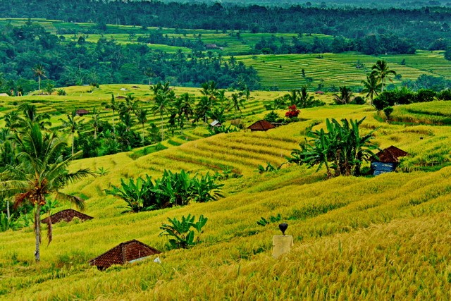 atiluwih rice terrace